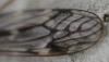 Tipula sp.